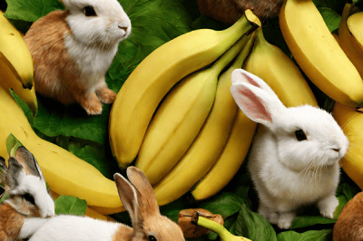 Do Rabbits Love Bananas & Are They Healthy?