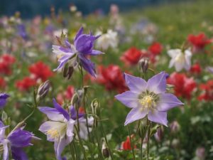 Can Rabbits Eat Columbine Flowers Preparation, Nutritional & Diet Guide (In Moderation)