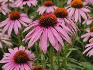 Can Rabbits Eat Coneflower Flowers? Diet, Safety & Preparation Insights