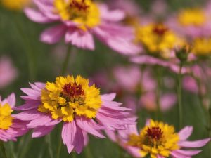 Can Rabbits Eat Coreopsis Flowers? Nutritional Benefits, Diet & Serving Tips