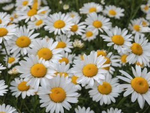 Can Rabbits Eat Daisy Flowers? Nutritional, Safety & Preparation Guide