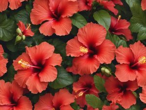 Can Rabbits Eat Hibiscus Flowers? Nutritional, Safety & Preparation Guide