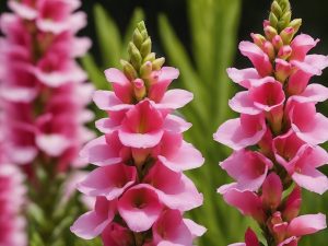 Can Rabbits Eat Snapdragon Flowers Safety, Diet & Quantity Insights