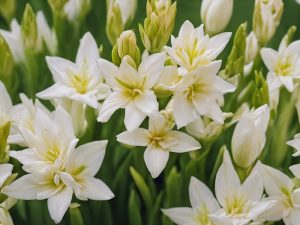 Can Rabbits Eat Tuberose Flowers Nutritional Benefits, Diet & Serving Tips