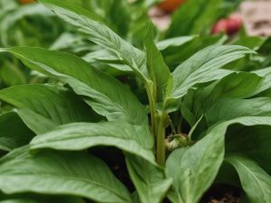 Can Rabbits Eat Plantain Leaves (the weed, not the fruit) Diet, Safety & Nutritional Guide on Preparation & Quantity Tips