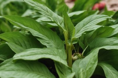 Can Rabbits Eat Plantain Leaves (the weed, not the fruit)? Diet, Safety & Nutritional Guide on Preparation & Quantity Tips