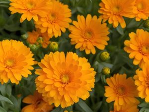 Can Rabbits Eat Pot Marigold (Calendula) Flowers Nutritional Benefits, Diet & Serving Tips