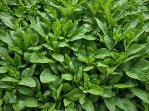 Can Rabbits Eat Rocket Leaves Nutritional Guide, Safety & How to Prepare