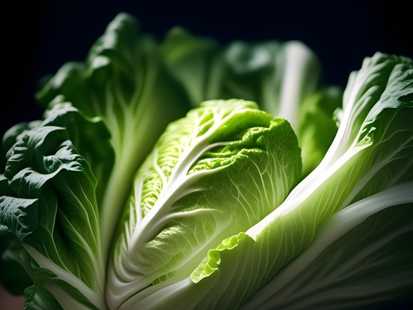 Can Rabbits Eat Romaine Lettuce? Nutritional Guide, Safety & How Much