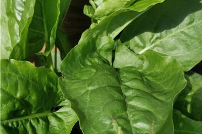 Can Rabbits Eat Sorrel Leaves? Diet, Safety & Nutritional Guide on How Much They Can Eat