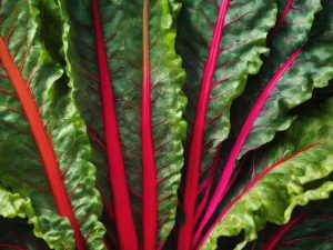 Can Rabbits Eat Swiss Chard Leaves? Diet, Safety & Tips on How Much They Can Eat